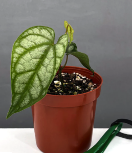 Piper Sylvaticum | House Plants | Plant Proper